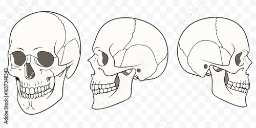 Anatomical Skull Illustration with Three Views Showing Front and Side Profile for Medical Studies and Halloween Designs