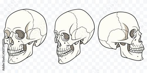 Anatomical Study of Human Skull in Various Angles Medical and Educational Illustration for Scientific Purposes Detailed Skeletal Structure Display