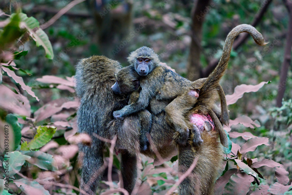 Obraz premium Mother Baboon Carrying Babies in the Wild