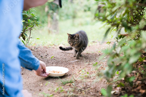 Tableau sur toile A stray cat being fed in a park in Osaka, Japan, surrounded by greenery