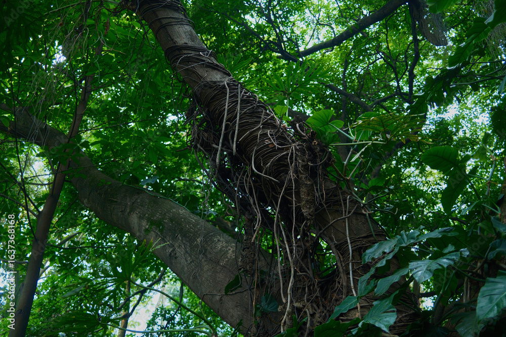 Fototapeta premium Thick Tree with Vines in Lush Green Forest