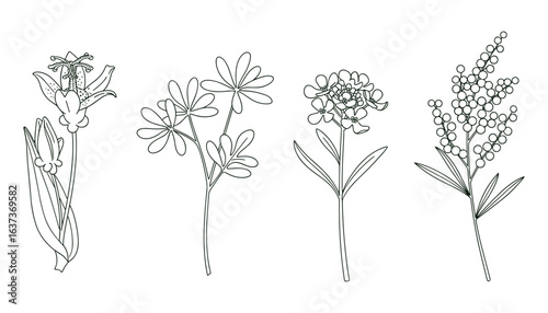 Delicate botanical illustration featuring detailed drawings of four distinct plant species.