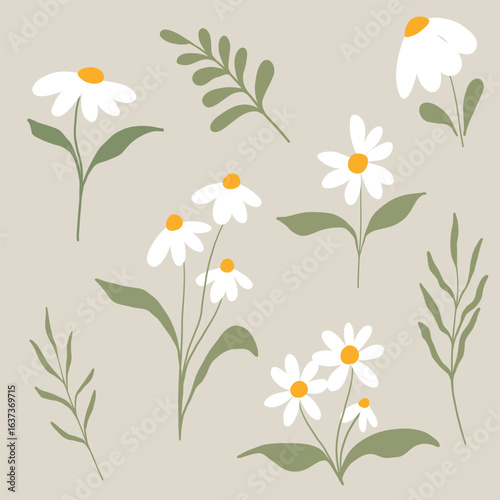 Daisy floral illustration, Chamomile spring white flowers clipart, Wildflower arrangement and summer wreath hand draw vector.