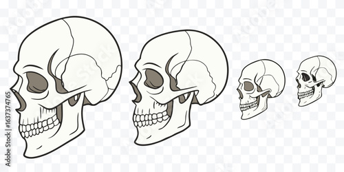 Gradual Size Reduction of Anatomical Human Skull Illustration in Side Profile Artistic Expression for Education or Halloween