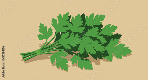 Flat vector image bunch of flat-leaf parsley on beige background. Shadow detail