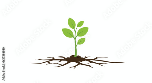 Seedling with Roots Simple plant with green leaves emerges from dark soil with intricate root system