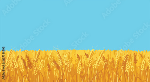 Sunny wheat field. Yellow wheat stalks rise up towards a bright blue sky above