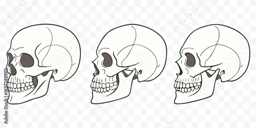 Three White Skulls in Different Poses Line Art Style for Halloween Decoration or Medical Educational Illustration Anatomical Drawings