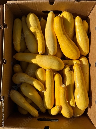 whole yellow squash in a box at farmers market 