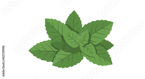 Top view of green foliage with leaf veins, flat illustration on white background