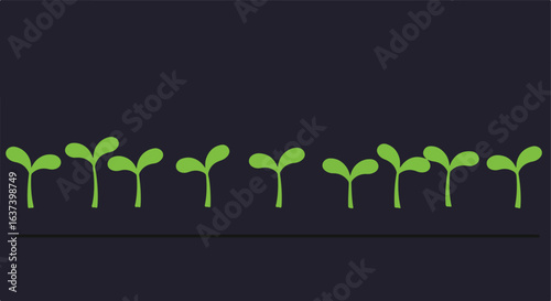 Row of seedlings