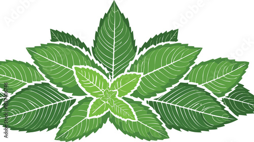 Fresh mint leaves on transparency vector.wellness, favor, health, vibrant, cookery, garnish, herbal, refreshing, aromatic, culinary, decoration, detox, foliage, green, herb, leaf, mint, nature,
