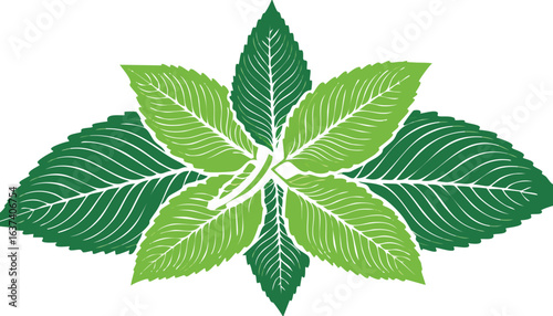 Fresh mint leaves on transparency vector.wellness, favor, health, vibrant, cookery, garnish, herbal, refreshing, aromatic, culinary, decoration, detox, foliage, green, herb, leaf, mint, nature,