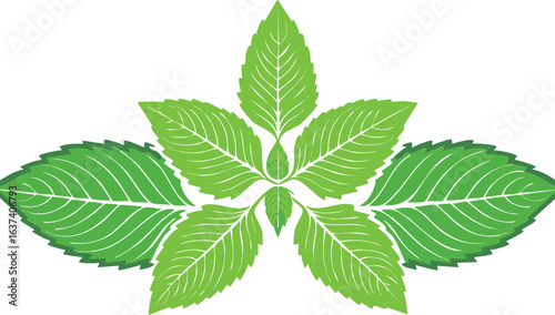 Fresh mint leaves on transparency vector.wellness, favor, health, vibrant, cookery, garnish, herbal, refreshing, aromatic, culinary, decoration, detox, foliage, green, herb, leaf, mint, nature,