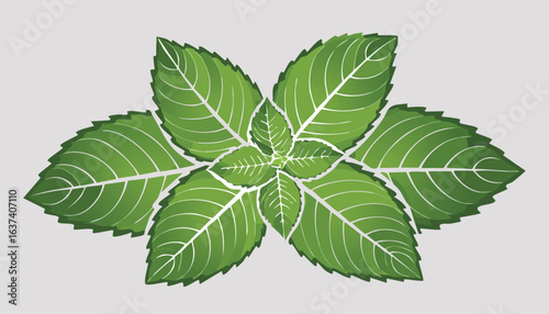 Fresh mint leaves on transparency vector.wellness, favor, health, vibrant, cookery, garnish, herbal, refreshing, aromatic, culinary, decoration, detox, foliage, green, herb, leaf, mint, nature,