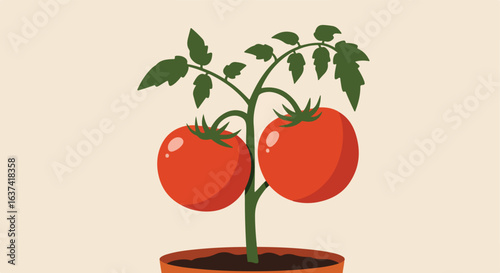 Tomato plant growing in a pot with two red, ripe tomatoes and green leaves