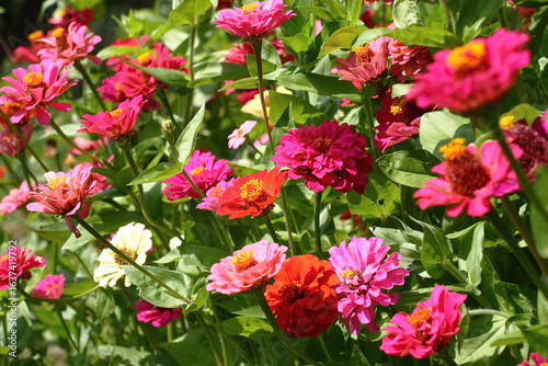 Sunny summer day.In a flower bed in a large number various zinnias grow and blossom.