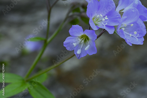 Maine Spring Wildflower