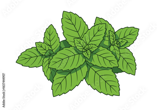 Isolated mint leaves. Illustration for use in recipe book, website background