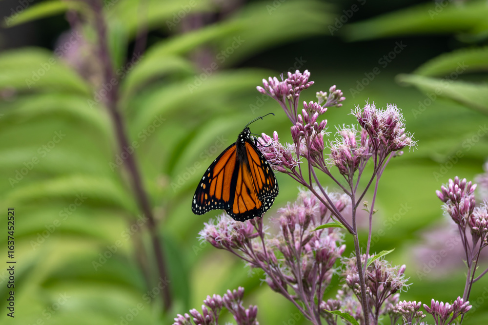 Obraz premium Close up view of a colorful monarch butterfly (danaus plexippus) feeding on a Joe-Pye weed wildflower (eutrochium purpureum), with defocused background