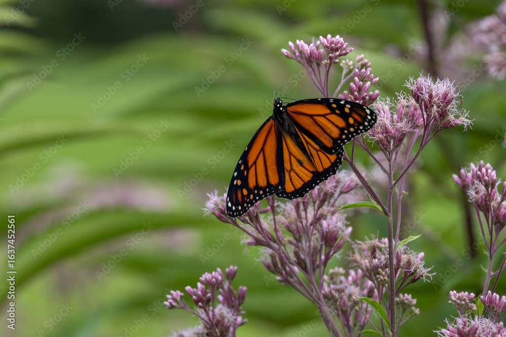Fototapeta premium Close up view of a colorful monarch butterfly (danaus plexippus) feeding on a Joe-Pye weed wildflower (eutrochium purpureum), with defocused background