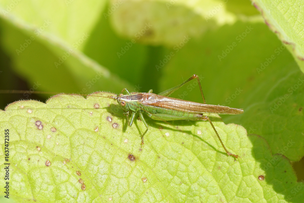 Fototapeta premium Conocephalus fuscus, the long-winged conehead, family Tettigoniidae, the bush-crickets on a leaf of foxglove. Summer, August, Netherlands.