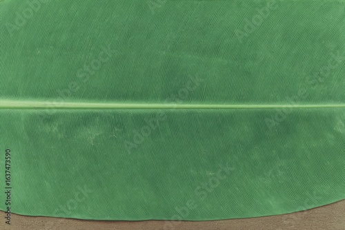 Close up of a Fresh Green Leaf with Prominent Vein Structure