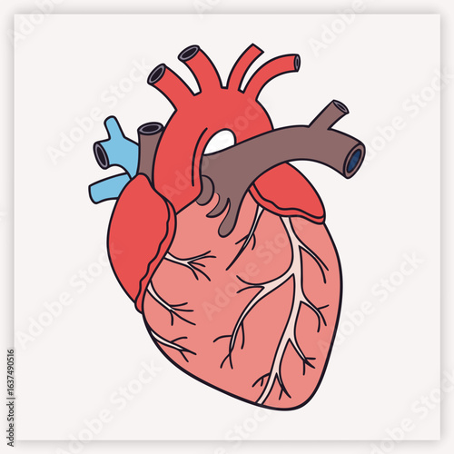Anatomical human heart vector illustration. Detailed medical diagram of the cardiovascular system for cardiology and science. Biology organ with aorta, veins, and arteries.