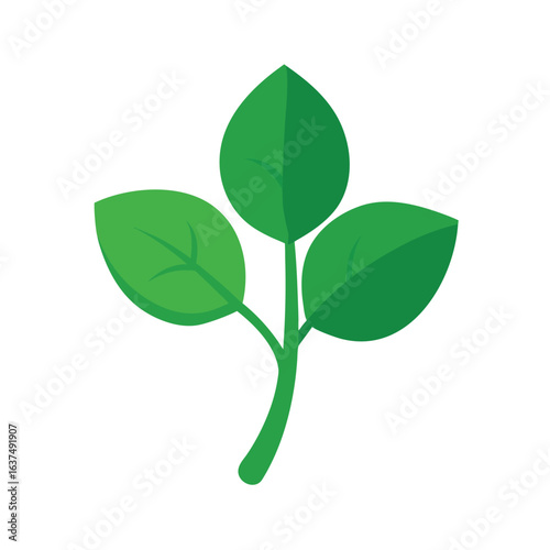 Malabar spinach isolated on white