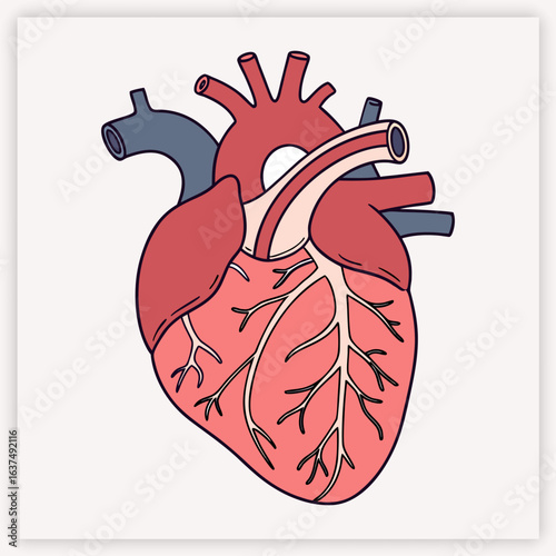 Anatomical human heart vector illustration. Detailed medical diagram of the cardiovascular system for cardiology and science. Biology organ with aorta, veins, and arteries.