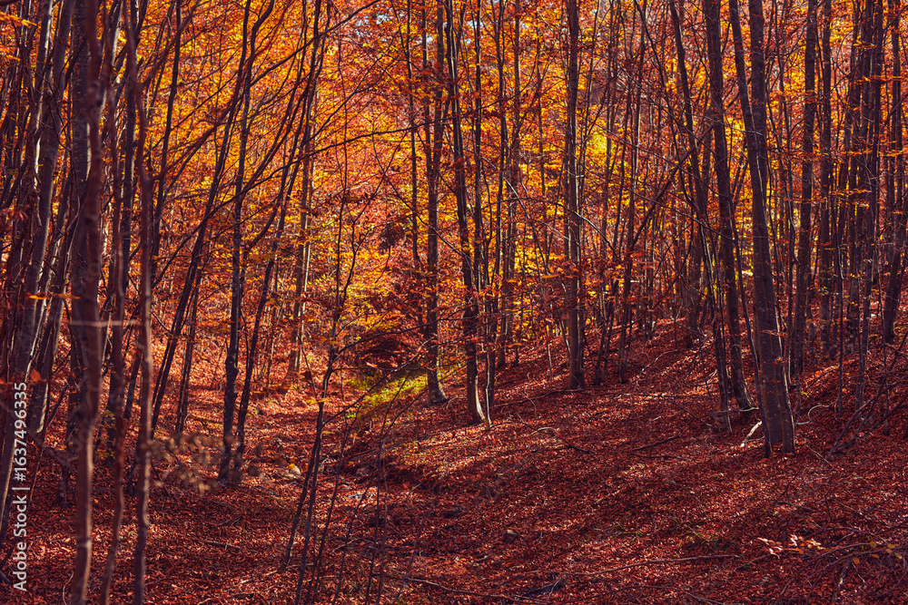 Fototapeta premium Autumn colored trees and countryside landscape scenery.