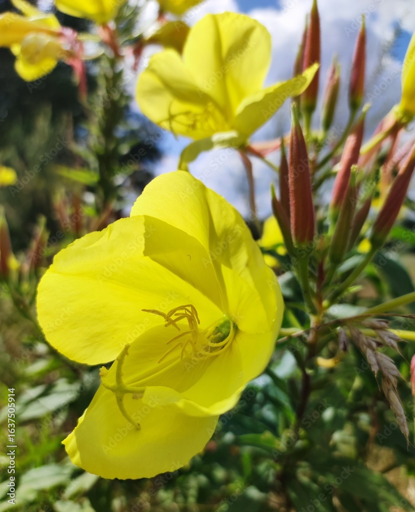 Fototapeta premium yellow flowers