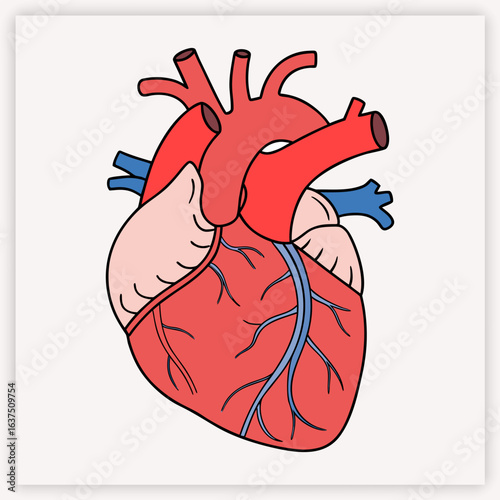 Anatomical human heart vector illustration. Detailed medical diagram of the cardiovascular system for cardiology and science. Biology organ with aorta, veins, and arteries.