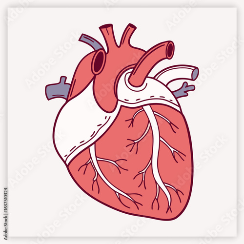 Anatomical human heart vector illustration. Detailed medical diagram of the cardiovascular system for cardiology and science. Biology organ with aorta, veins, and arteries.