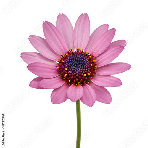 Pink Osteospermum Flower: Close-Up Macro Photography