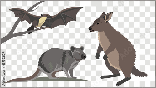 Australian Wildlife Illustration Bat Kangaroo and Possum.