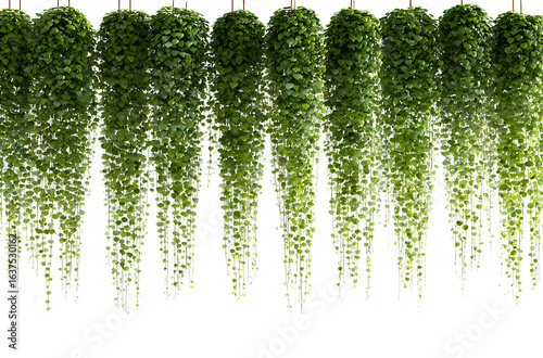 Hanging plants, hanging vines, white background, green leaves, hanging on the wall, horizontal line, png style, clean background 