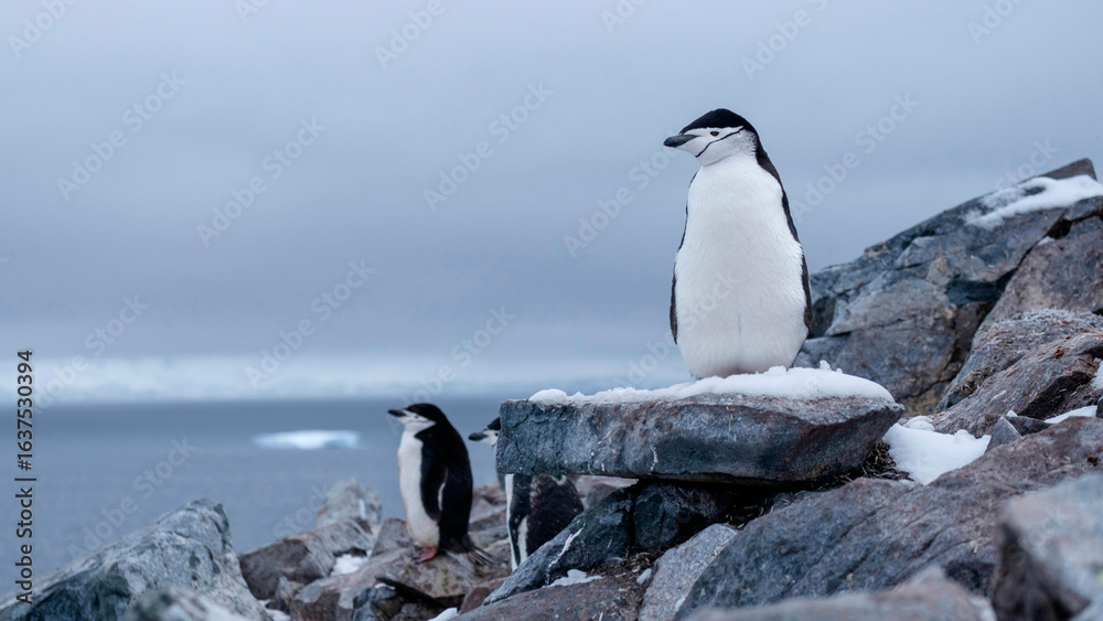 Obraz premium Pinguim-de-barbicha em penhasco costeiro