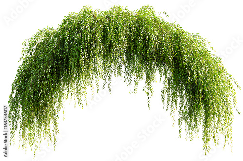 Hanging plants, hanging vines, white background, green leaves, hanging on the wall, horizontal line, png style, clean background