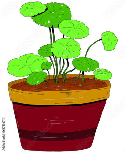 pot plant