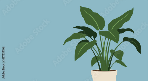 Houseplant with large green leaves in white pot against a blue wall backdrop