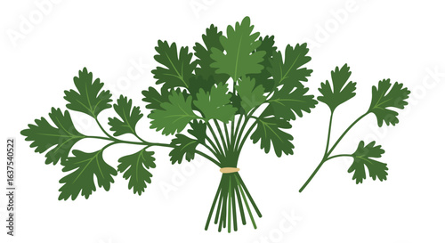 Fresh parsley bunches and a sprig, with green leaves, on a clean white backdrop