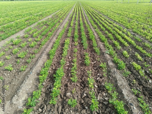 Close up image of peanut plant growing on the ground, agricultural and farming illustration
