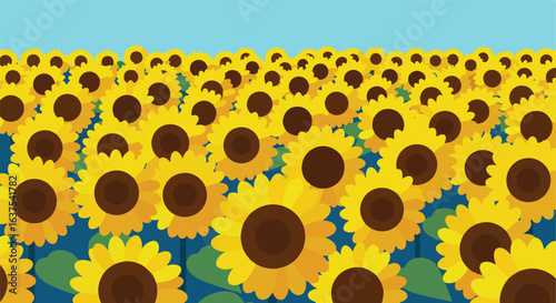 Field of sunflowers under a clear blue sky. Flat vector illustration, simple style