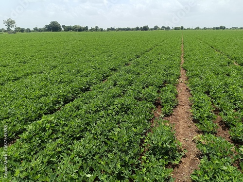Peanut plantation fields with tree bush and a cloudy blue sky in the background