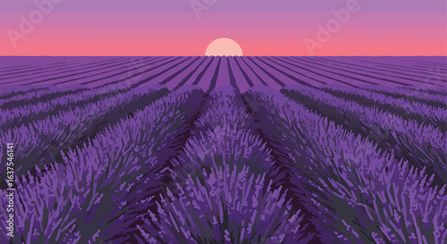 Purple fields stretch into the pink sunrise, creating a peaceful scene