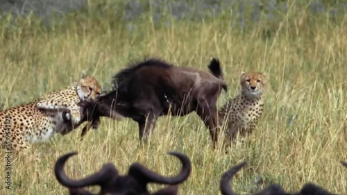 Aggressive Cheetah Duo vs Wildebeest Fierce Battle For Survival