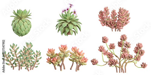 Vászonkép 3d illustration of Sempervivum,Sedum plants on transparent background