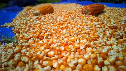 jagung Kering