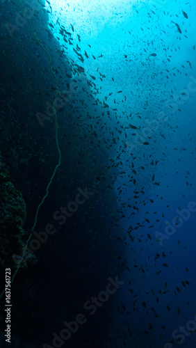 Underwater photo of school of fish at a coral reef. From a scuba dive in Thailand.